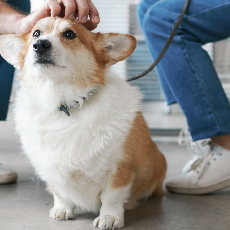 Sarah holding a dog